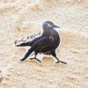 Crow Stickers